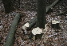 Cercetat după ce a tăiat ilegal mai mulți arbori