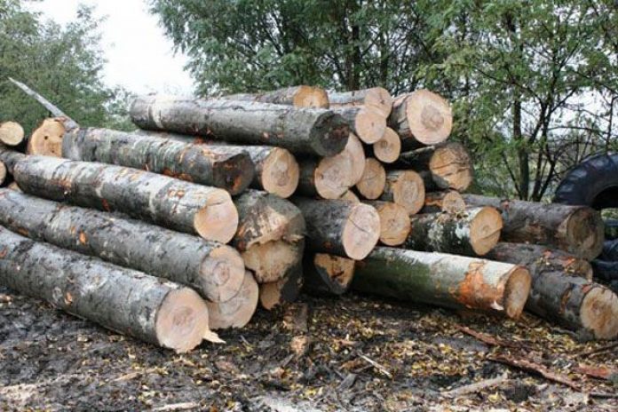arbori