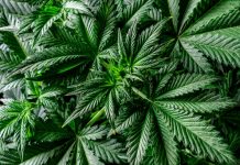 Canabis plantat în anvelope de mașini, lângă Termocentrala Rovinari. Drogurile ar fi fost vândute și elevilor
